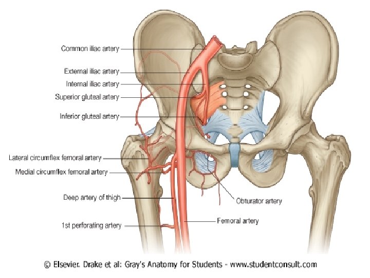 <p>Superior gluteal artery supplies G. medius & minimus. ๐ Seen emerging above piriformis toward iliac crest. ๐ก "Superior = super above piriformis."</p>