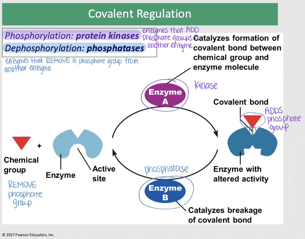 <p>phosphatases</p>