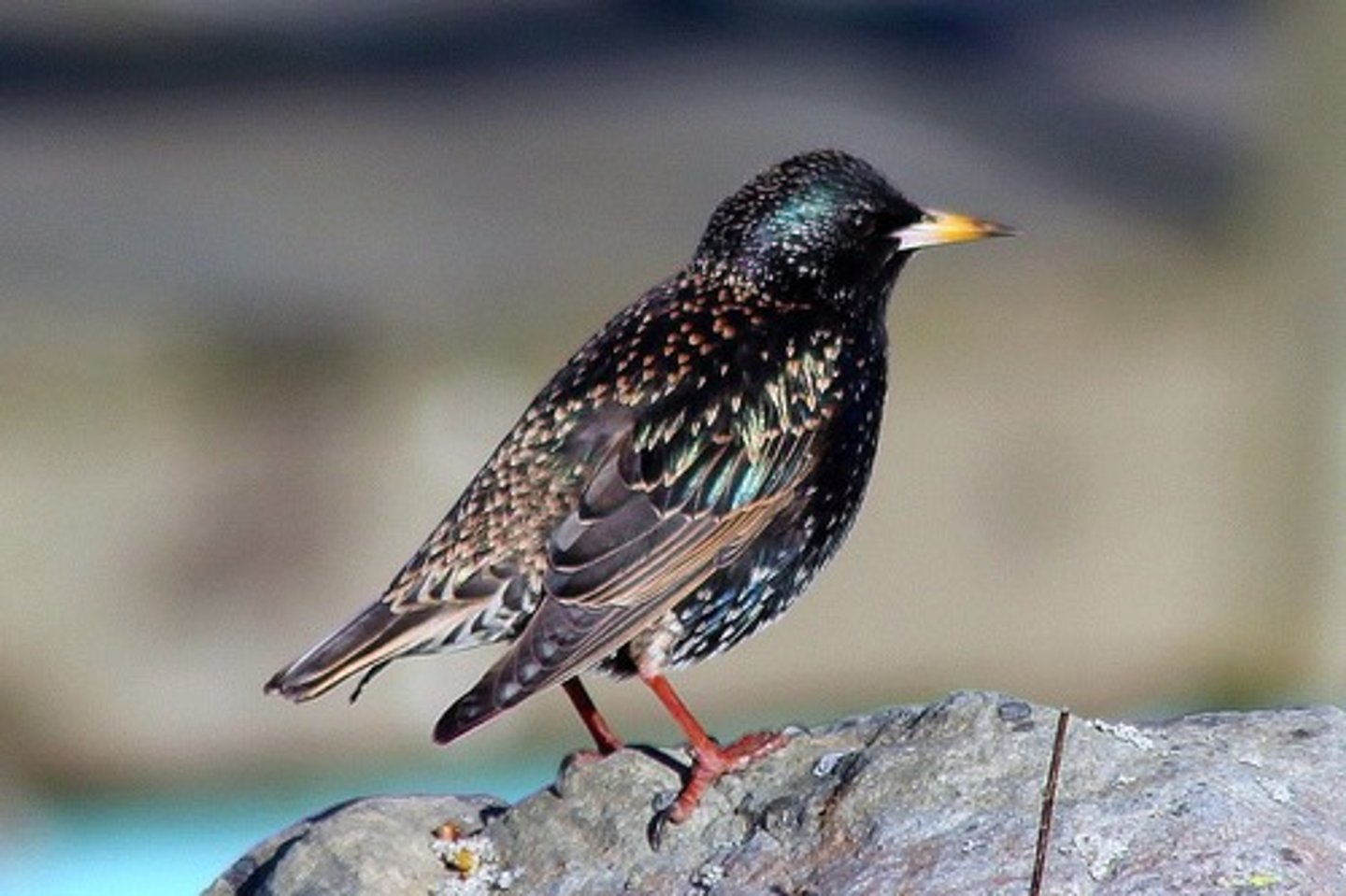 <p>European Starling</p>