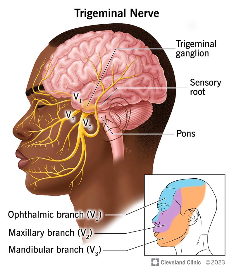 <p>Mixed motor-sensory nerve, splits into 3 branches:</p><ul><li><p>ophthalmic: sensory </p><ul><li><p>sensory info from upper face, forehead, scalp to CNS</p></li></ul></li><li><p>maxillary: sensory</p><ul><li><p>sensory info from teeth, upper lip, buccal, nasal cavities, sides of face to CNS </p></li></ul></li><li><p>mandibular: motor-sensory </p><ul><li><p>sensory info from lower teeth, lower gums, bottom lips, portions of tongue to CNS </p></li><li><p>motor info to muscles for mastication </p></li></ul></li></ul>