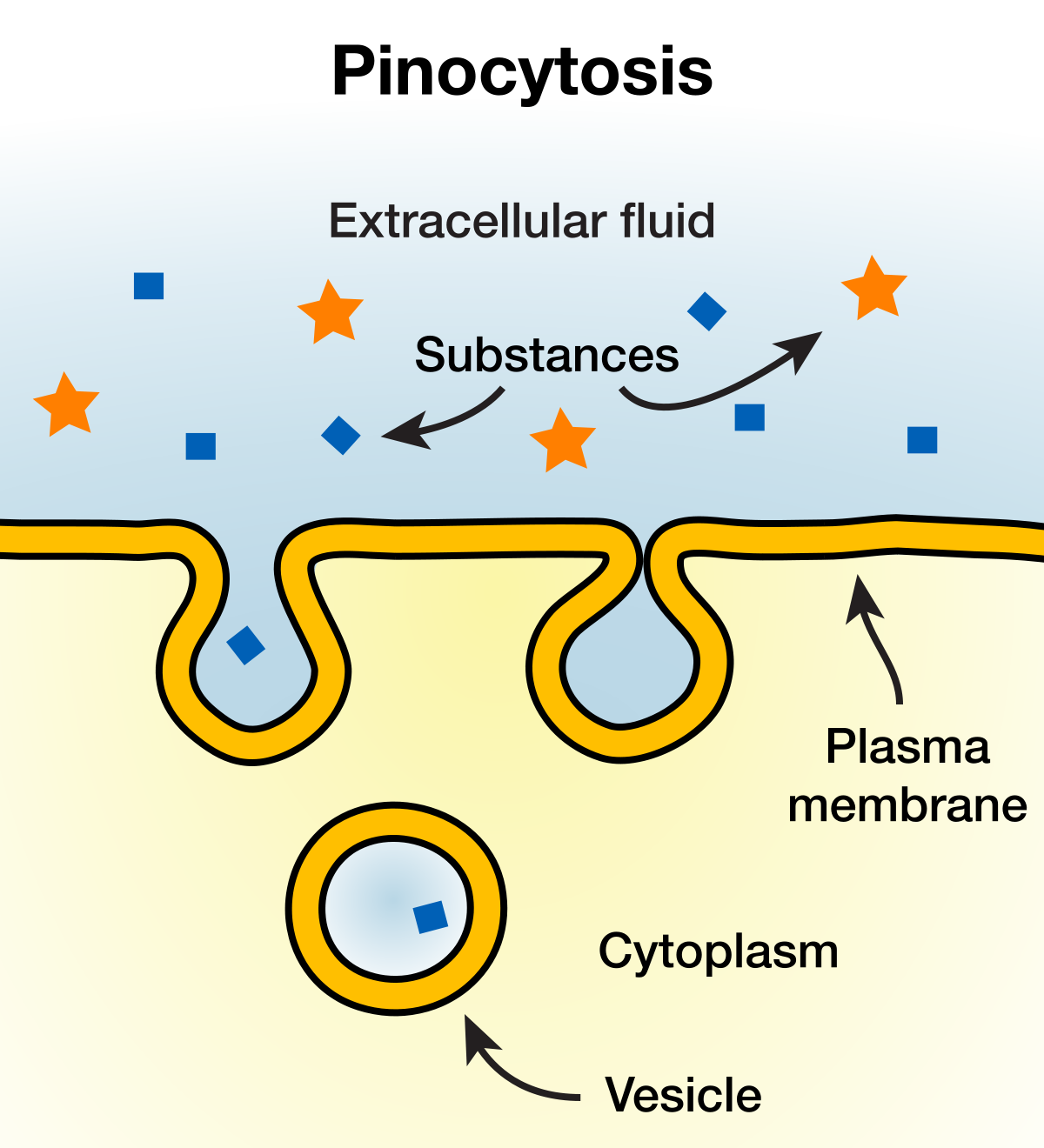 <p>-cellular drinking</p><p>-intake droplets of extracellular fluid with solutes</p>