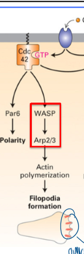 <p>filopodia formation</p><ul><li><p>requires WASP → Arp2/3</p></li><li><p>linear f-actin (filopodia) to establish polarity&nbsp;</p></li></ul><p></p>