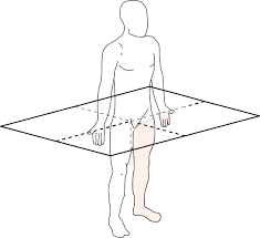 <p>Es una línea imaginaria horizontal que divide el cuerpo, o una estructura, en una parte superior e inferior</p>