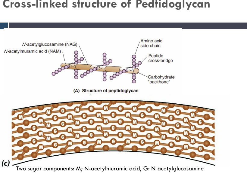 <p>Peptidoglycan?</p>