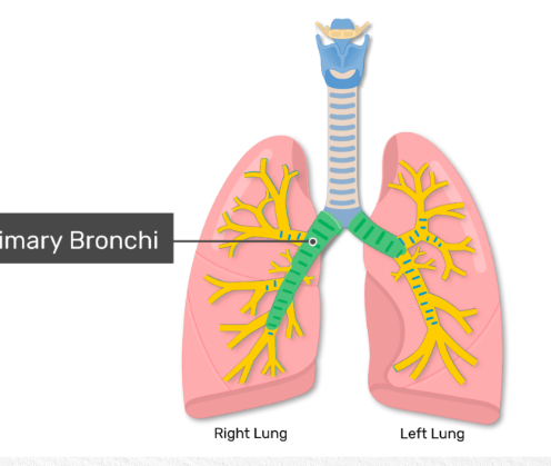 <p>what organ is it? what does it do? what system is it a part of?</p>