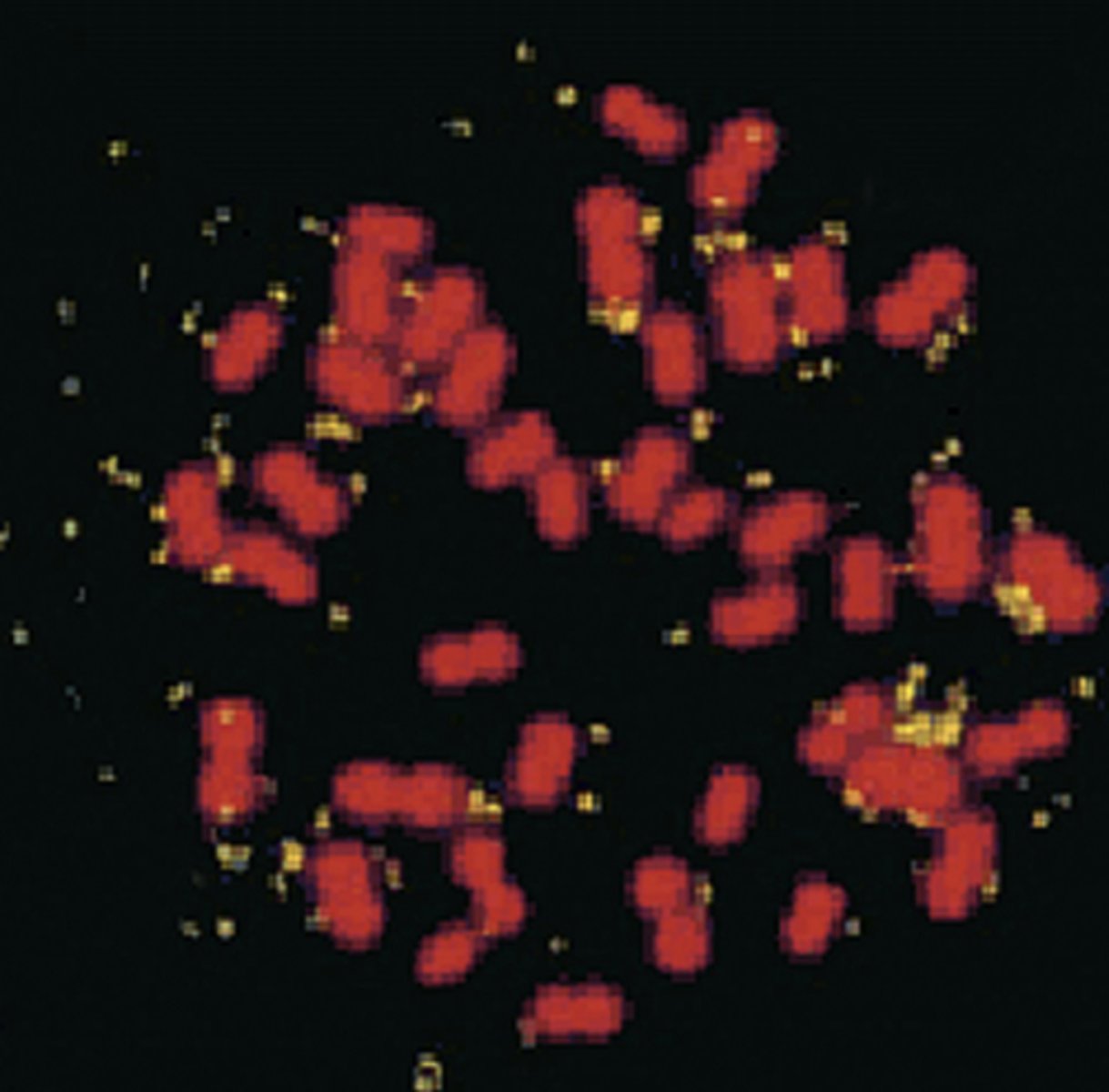 <p>extrachromosomal, autonomously replicating segments that were originally part of the chromosome</p><p>ex) breast cancer cells with amplified HER2/neu oncogene borne on DMs—causes a great increase in the dosage of that gene</p>