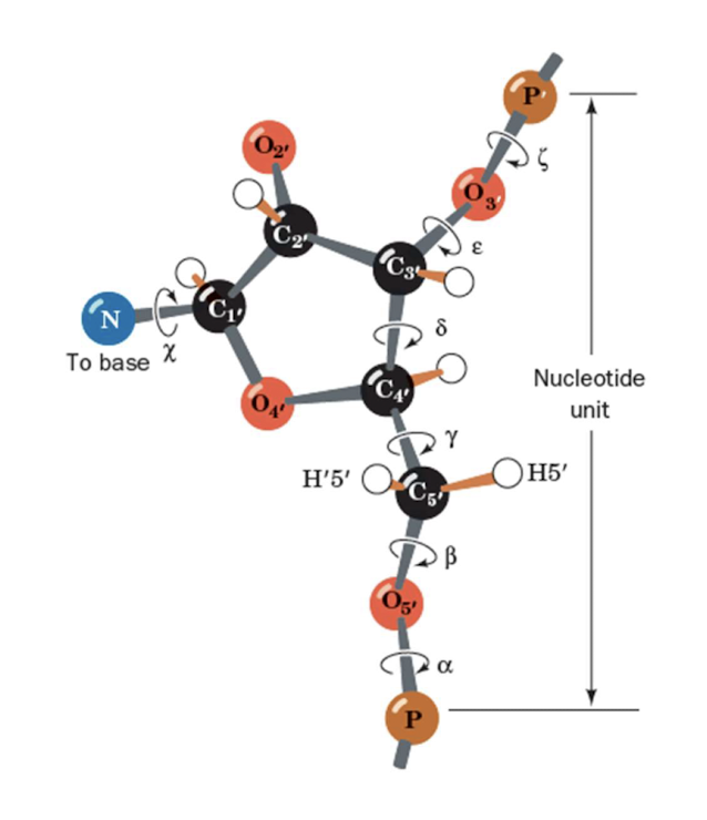 <p>More bonds can rotate than in polypeptide, but ring limits rotations (especially δ)&nbsp;</p>
