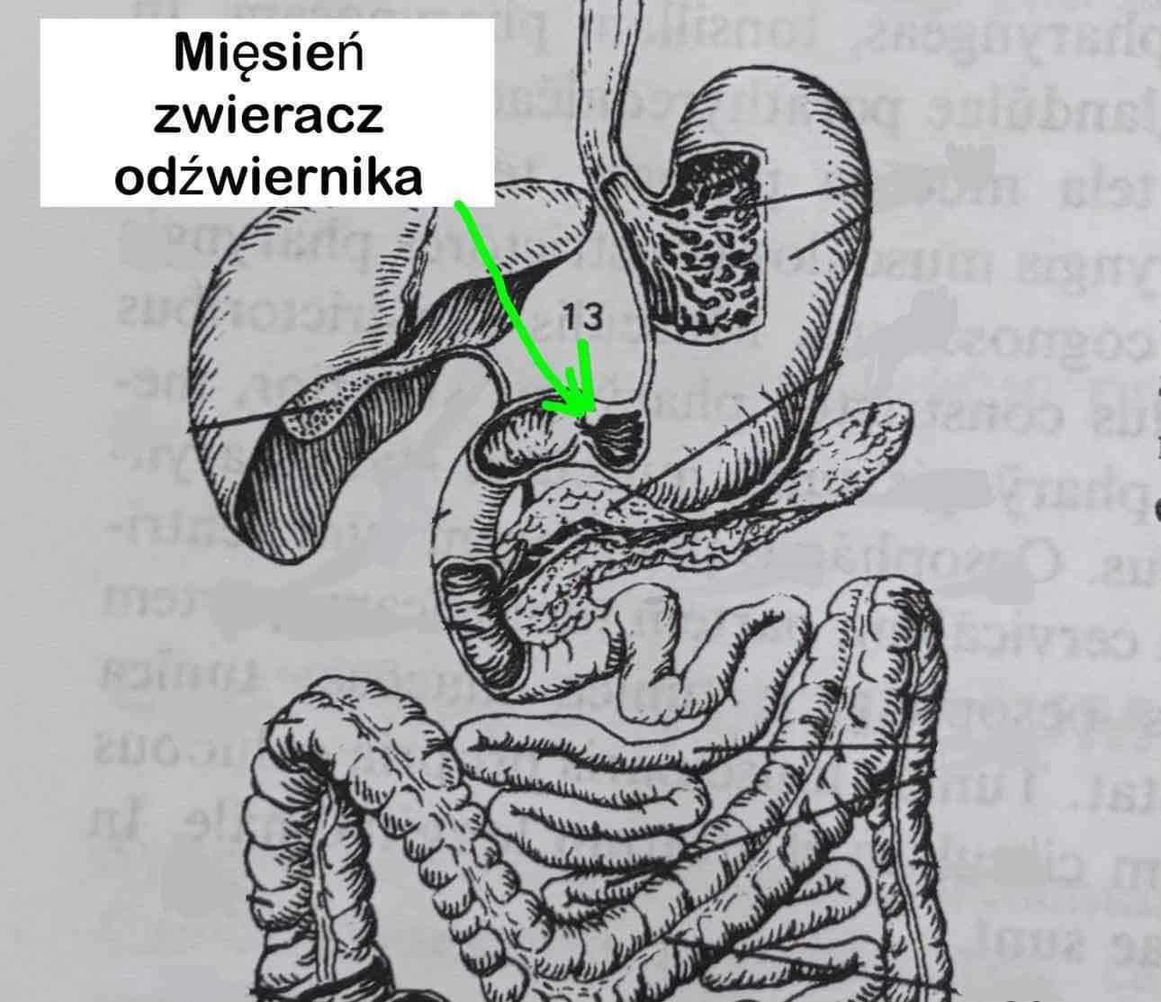 <p>Mięsień zwieracz odźwiernika</p>
