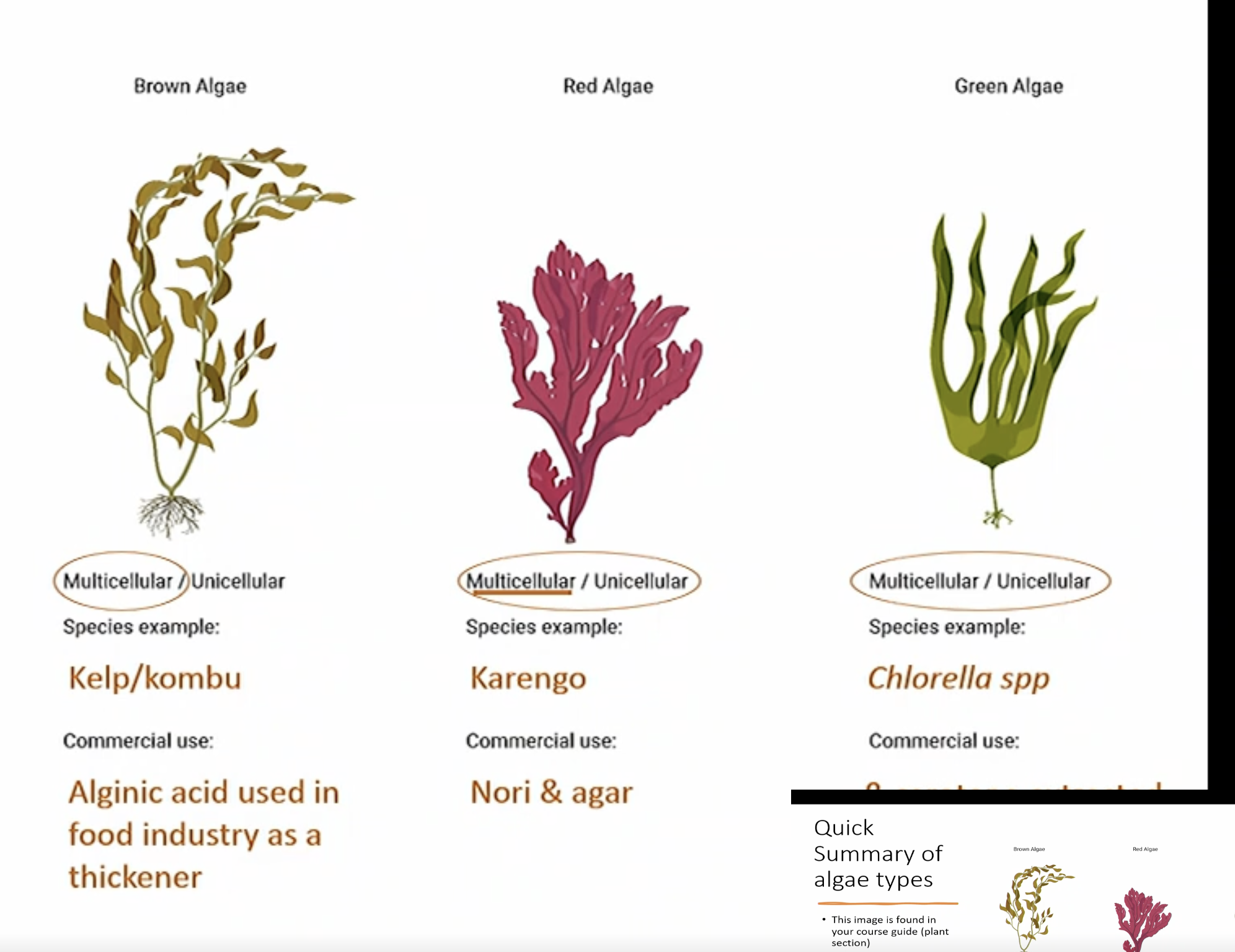 <p>beta carotine = green algea.       and the best example for green is olva</p>