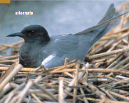 <p><span><span>Chlidonias niger </span></span></p>