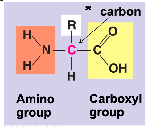 <p>what are amino acids</p>