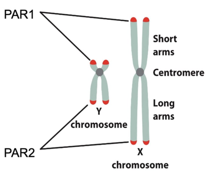 <p>The X and Y chromosomes have two small regions of homology, known as the ______________</p>