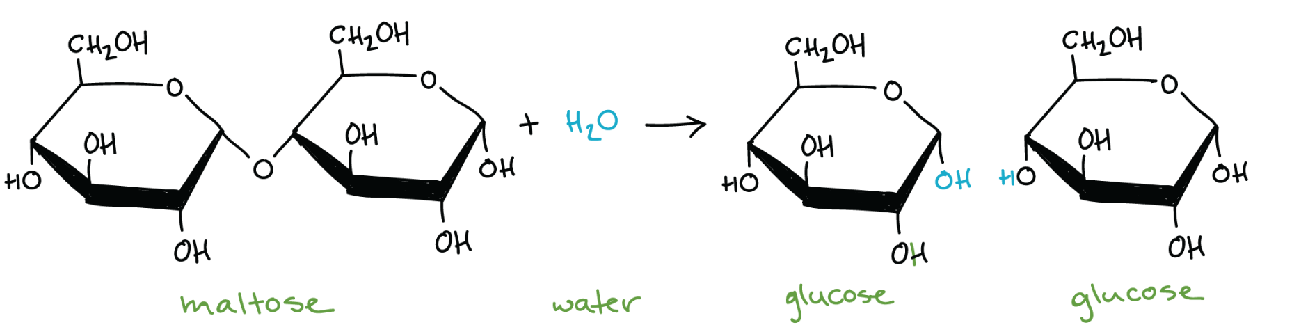 <p>inputting water and breaking a bond</p>