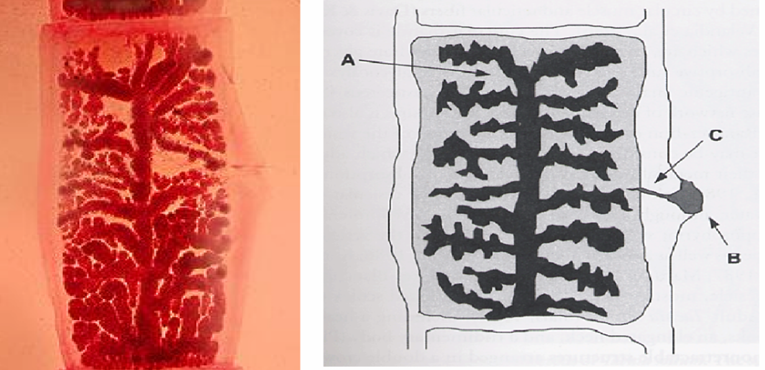 <p>what specie, stage, and parts</p>