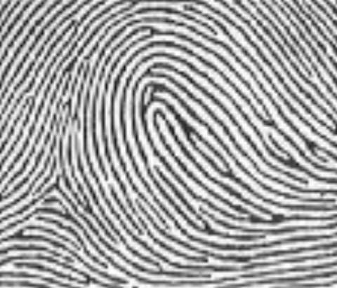 <p>Which fingerprint is this?</p>