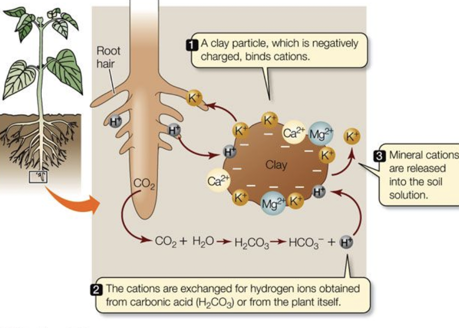  allows plants to gain nutrients
Negatively charged soils hold cations (positively charged ions) of calcium, magnesium, and potassium
Roots donate hydrogen to soil in exchange for these nutrients
