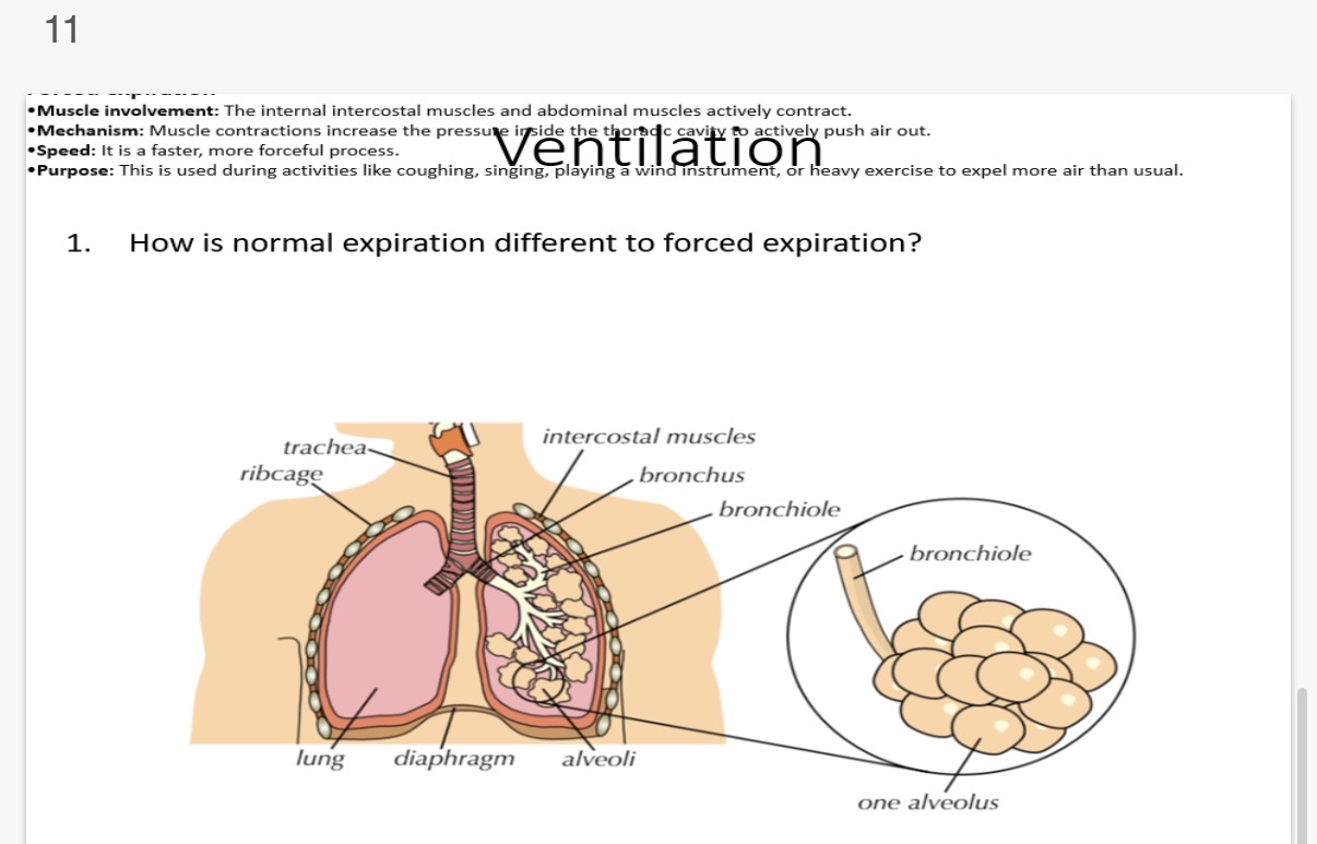<p>Name the 4 differences between normal expiration and forced expiration?</p>