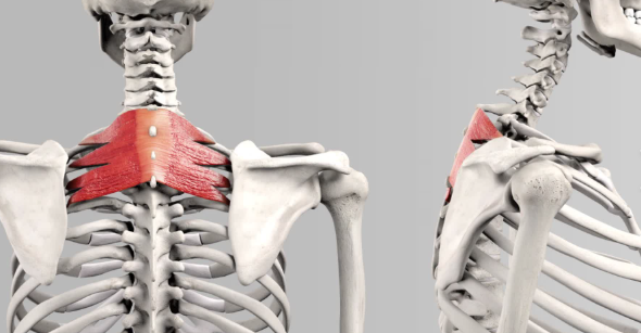 <p>Serratus Posterior Superior</p>