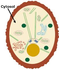 <p>a jelly-like fluid that fills the interior of a cell, surrounding the organelles and other subcellular compartments.</p>