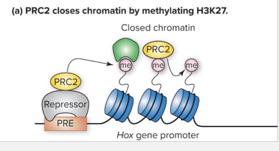 <ul><li><p>PRE (Polycomb response element): Cis-acting DNA sequence that binds repressors that recruit PRC2 co-repressor complex</p></li><li><p>PRC2 contains a histone methyltransferase that methylates lysine27 (K27) in the tail of histone H3</p></li><li><p>H3K27me mark is propagated to adjacent nucleosomes and Hox genes is repressed</p></li><li><p>PRC2 is recruited to H3K27me</p></li></ul><p></p>