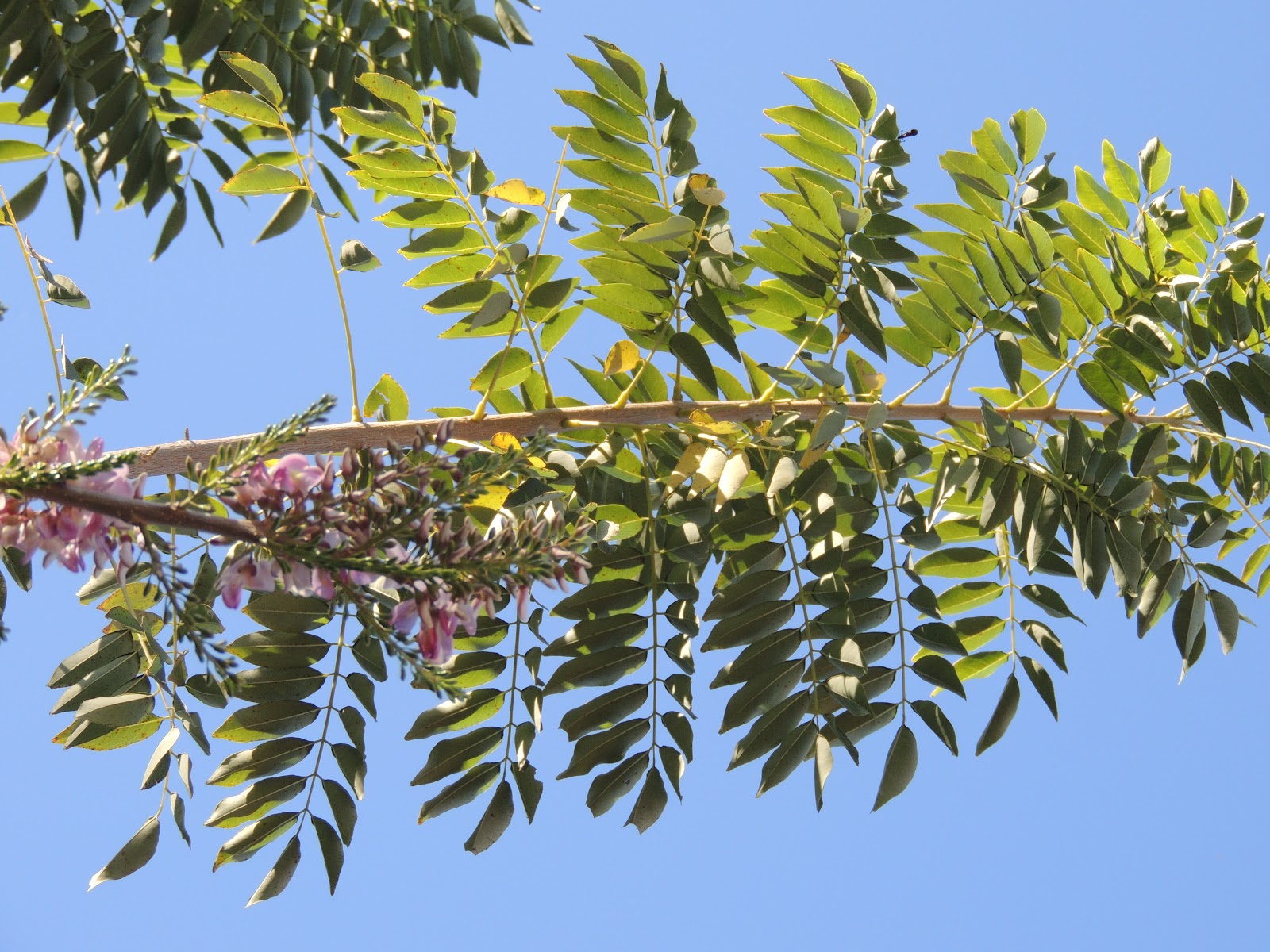 <p>Biological Origin:<strong> Gliricidia sepium (Jacq.) Kunth ex Walp (Fabaceae)</strong></p><p>Common Name:<strong> <u>Madre de Cacao</u>, Mother of Cocoa, <u>Kakawate</u></strong></p><p>Part used: <strong>Leaves</strong></p><p>Medicinal use:</p><ul><li><p><strong><u>Antirheumatic</u></strong></p></li><li><p><strong><u>For boils, headache, cough, bruise, etc.</u></strong></p></li><li><p><strong><u>Anti-inflammatory</u></strong></p></li></ul><p>Secondary metabolites:</p><ul><li><p><strong>Alkaloids</strong></p></li><li><p><strong>Flavonoids</strong></p></li><li><p><strong>Phenolics - Leaves</strong></p></li><li><p><strong>Tannins - Bark</strong></p></li></ul>