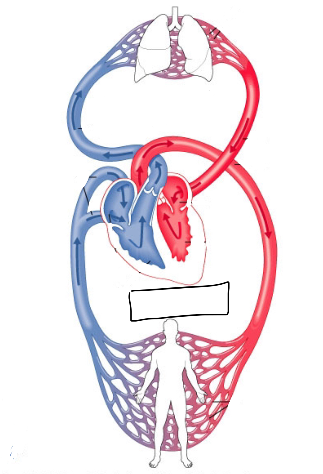 Which circulation belongs in the box?