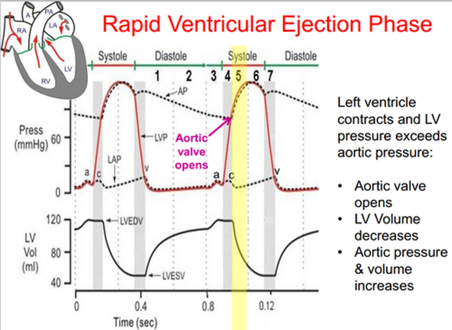 <p>the period of time when both semilunar valves are open and blood begins to leave the heart</p>