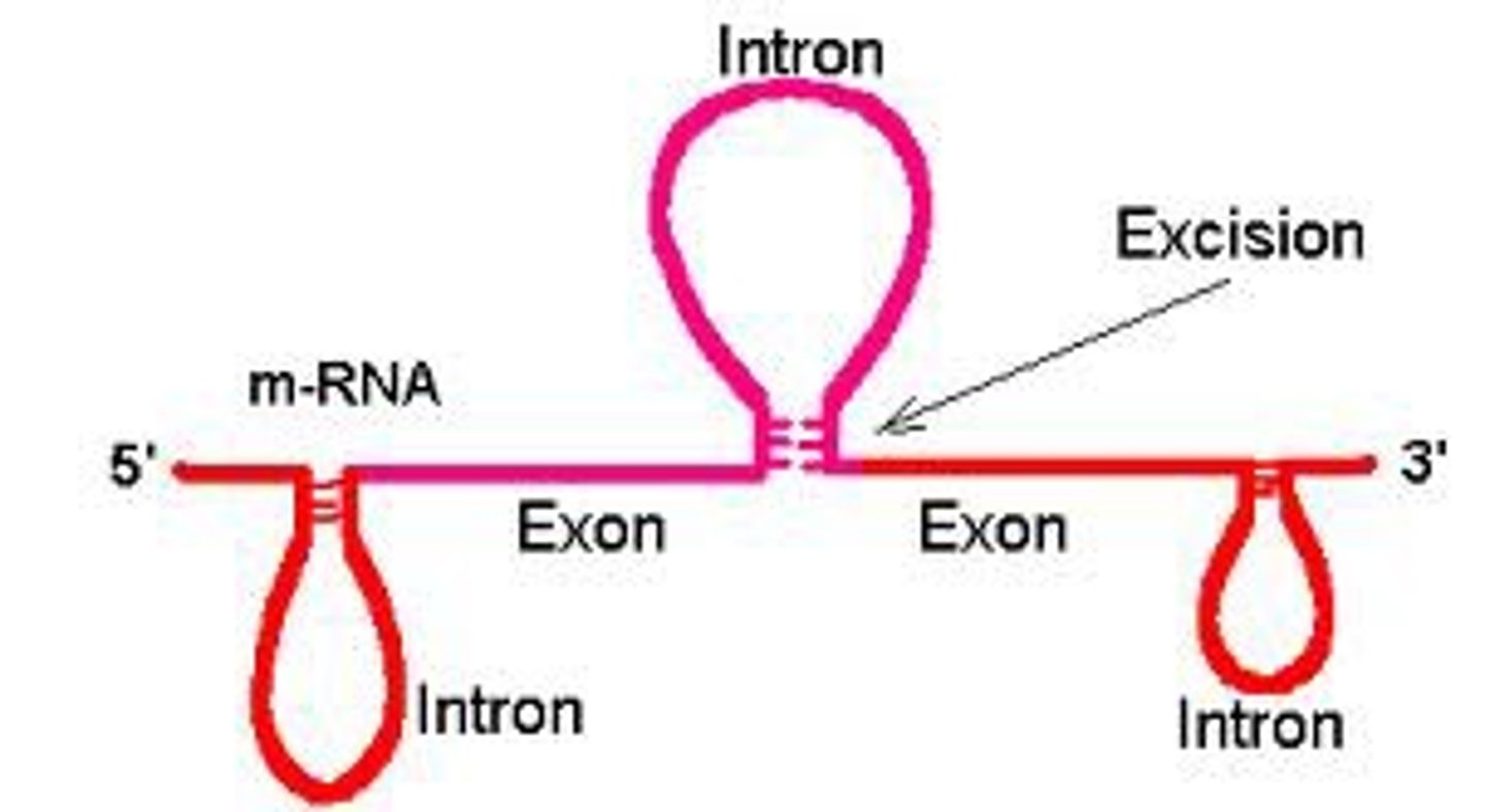 <p>sequence of DNA that is not involved in coding for a protein</p>