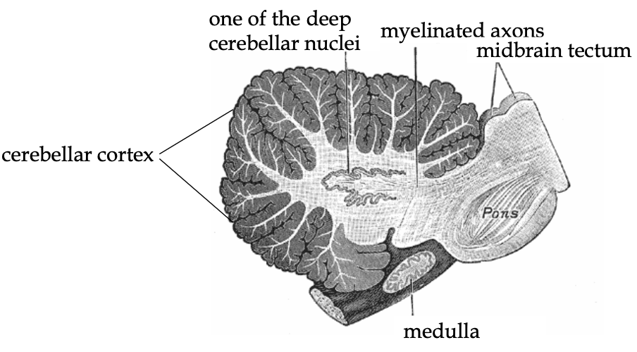 <p>→ a continuous thin layer of cells in the cerebellum tightly folded in the style of an accordion</p><ul><li><p>Locale where <strong>afferent fibers</strong> of the <strong>cerebellum</strong> synapse</p></li><li><p>Neurons send axons inwards to deep cerebella nuclei, which eventually project to CNS</p></li></ul><p></p>