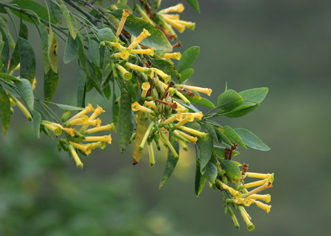 <ul><li><p>Nicotiana glauca</p></li><li><p>Invasive</p></li></ul>