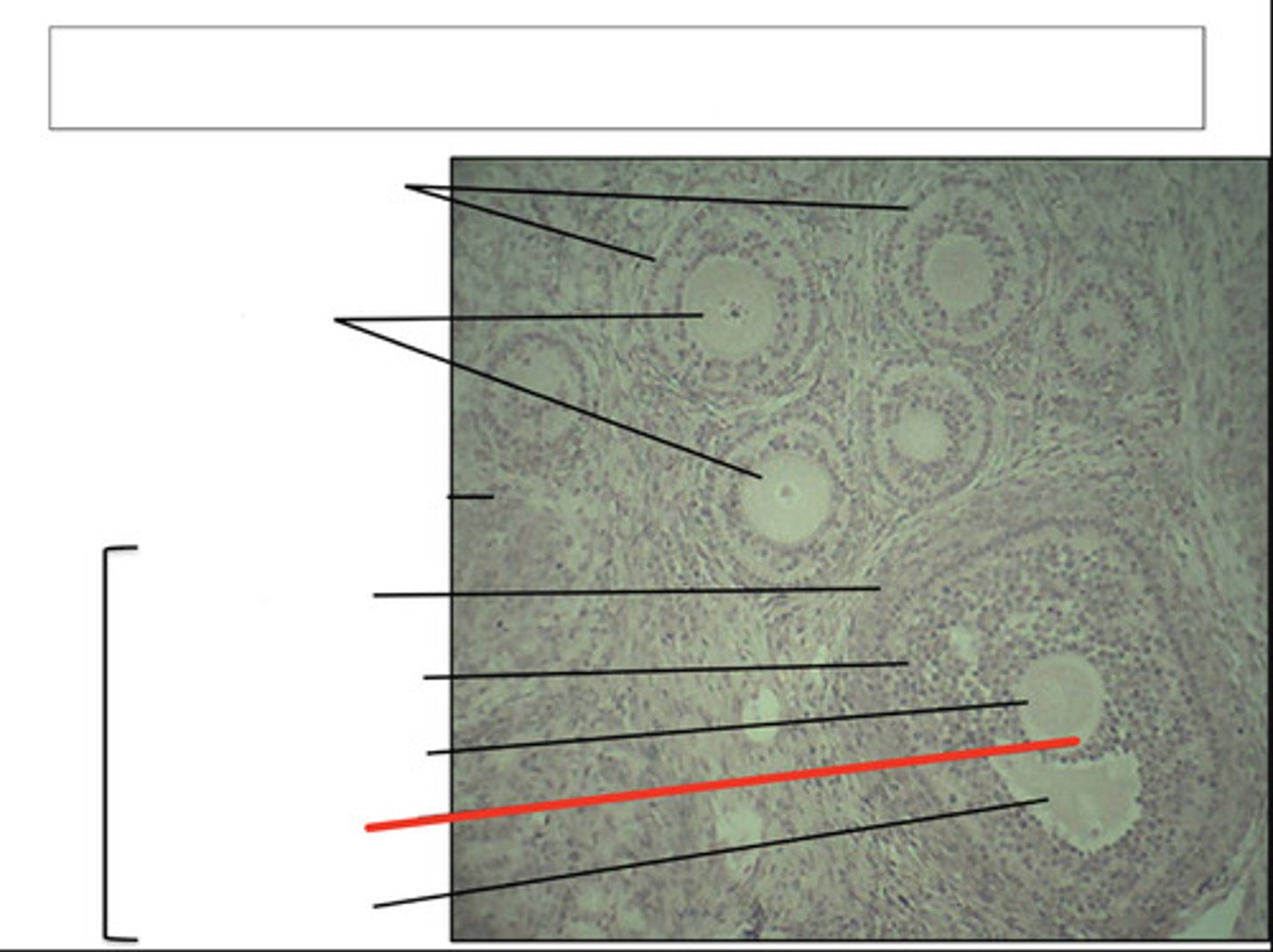 <p>identify this region and organ</p>