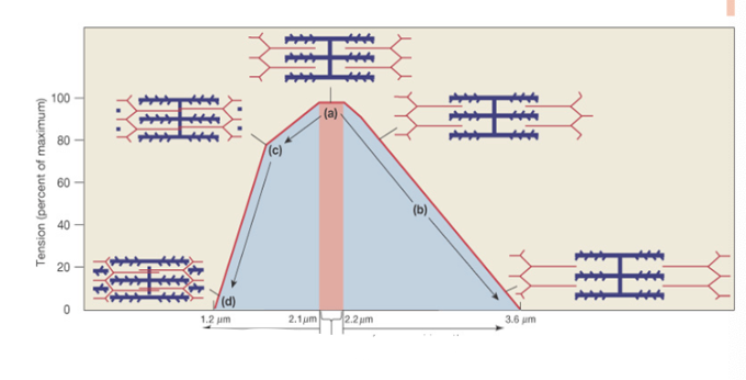 <p>What is the Length-Tension Curve? Where is the optimal length?</p>