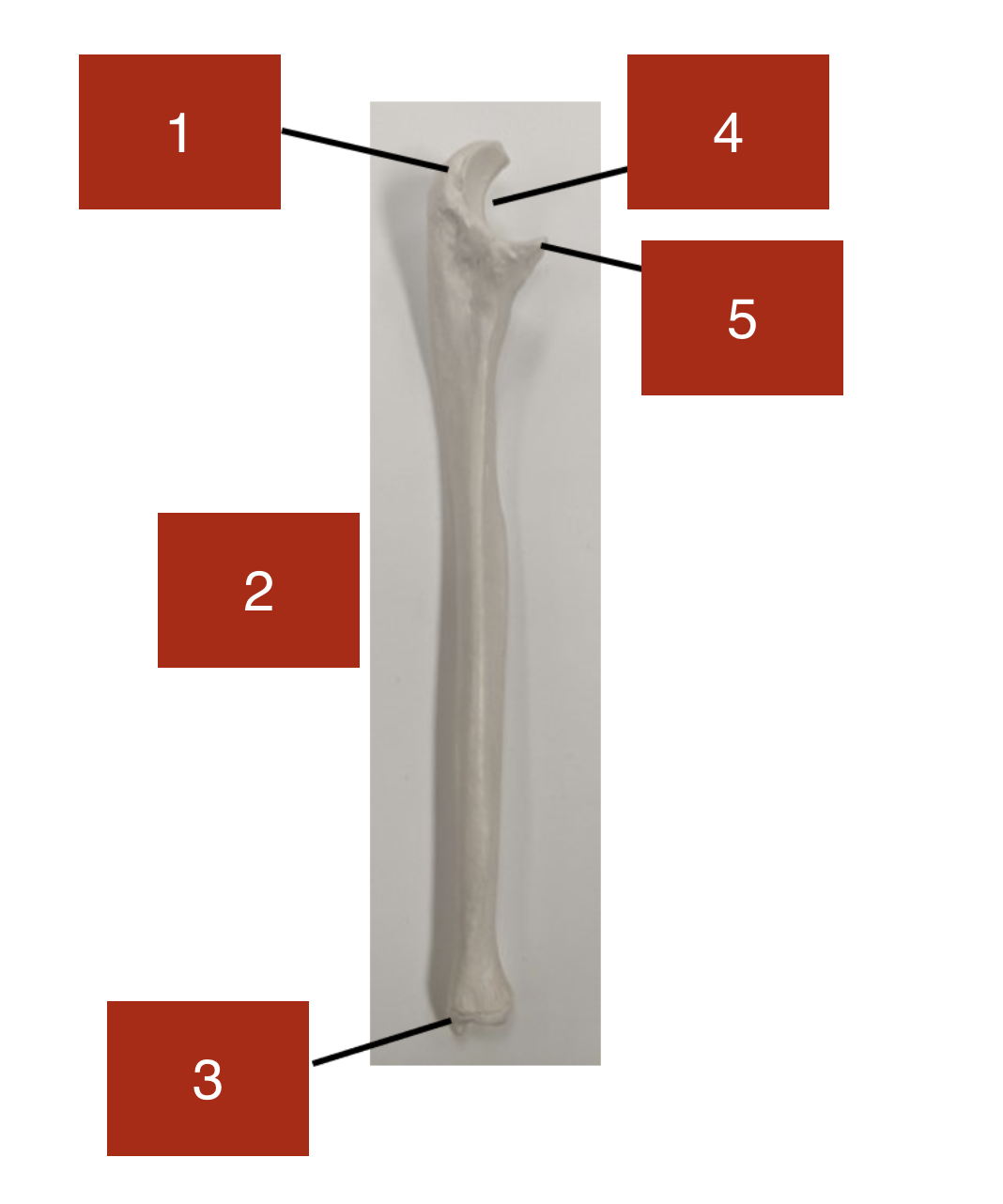 <p>4</p>
