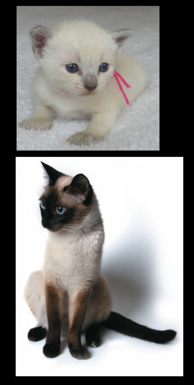 <p>In siamese cats, expression of black pigmentation in fur is temperature dependent</p><p>-a tyrosinase mutation causes failure to function at high temperature, inability to produce melanin</p><p>-tyrosinase will function at cooler extremities</p>