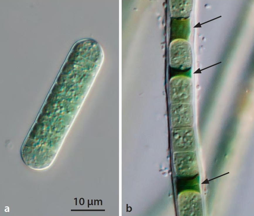 <p>Label structures a and b.</p>