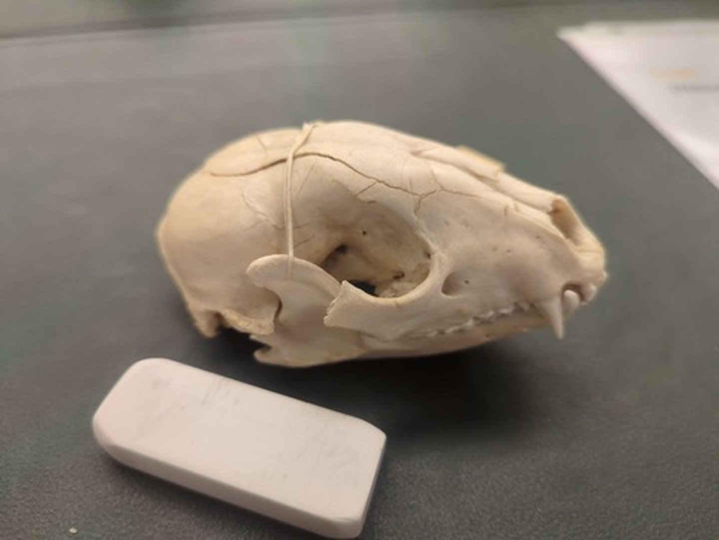 <p>What animal is this? Answer with "Skull" after animal name.</p>