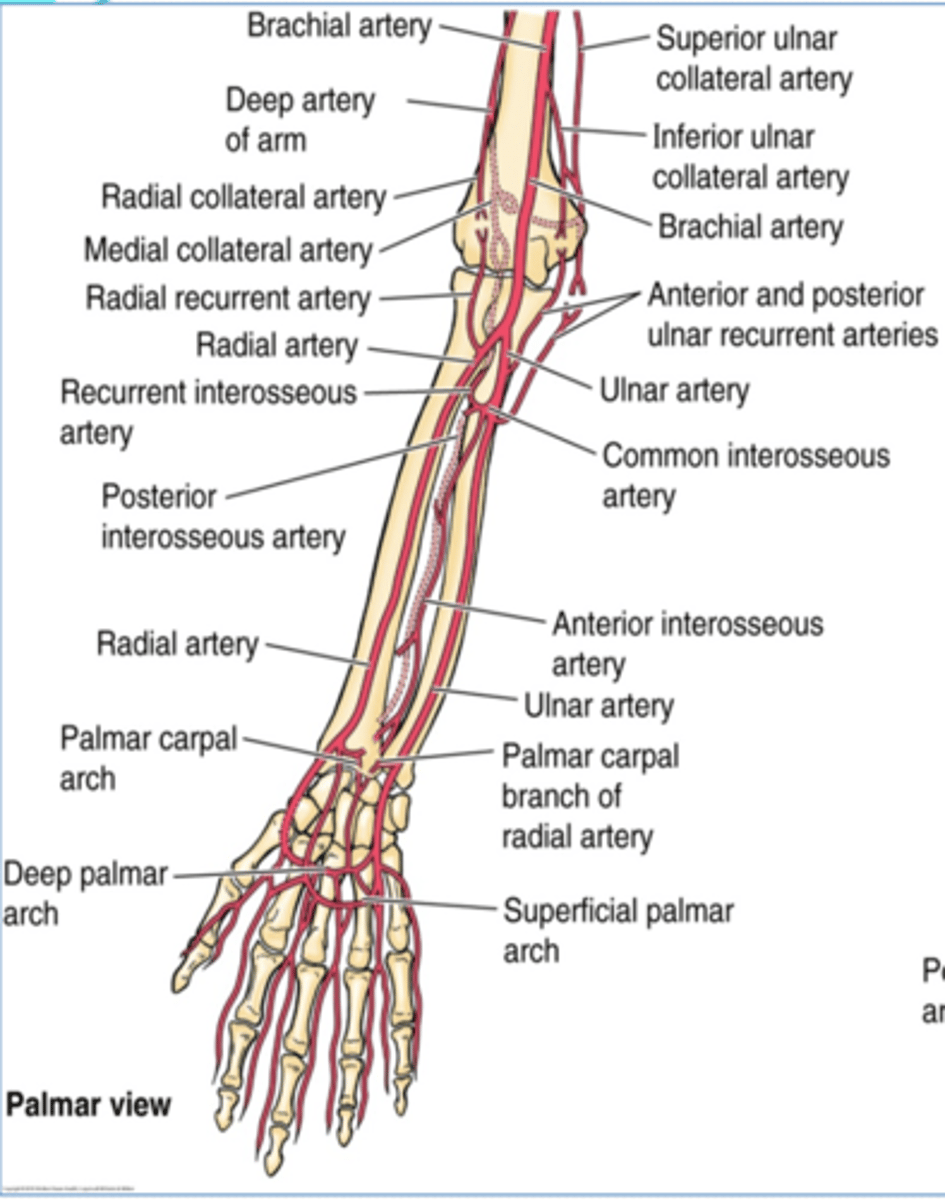 <p>Course: runs laterally and deeply, and quickly divides</p><p>Branches</p><p>-Anterior interosseous a.</p><p>-Posterior interosseous a.</p>