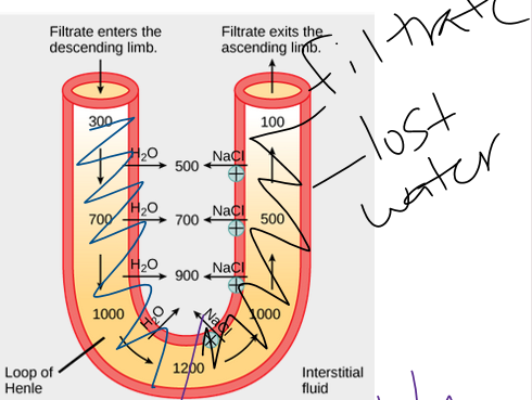 <p>at the bottom of the loop, __________ is at its max</p><p>hypertonic environment keeps returning</p>