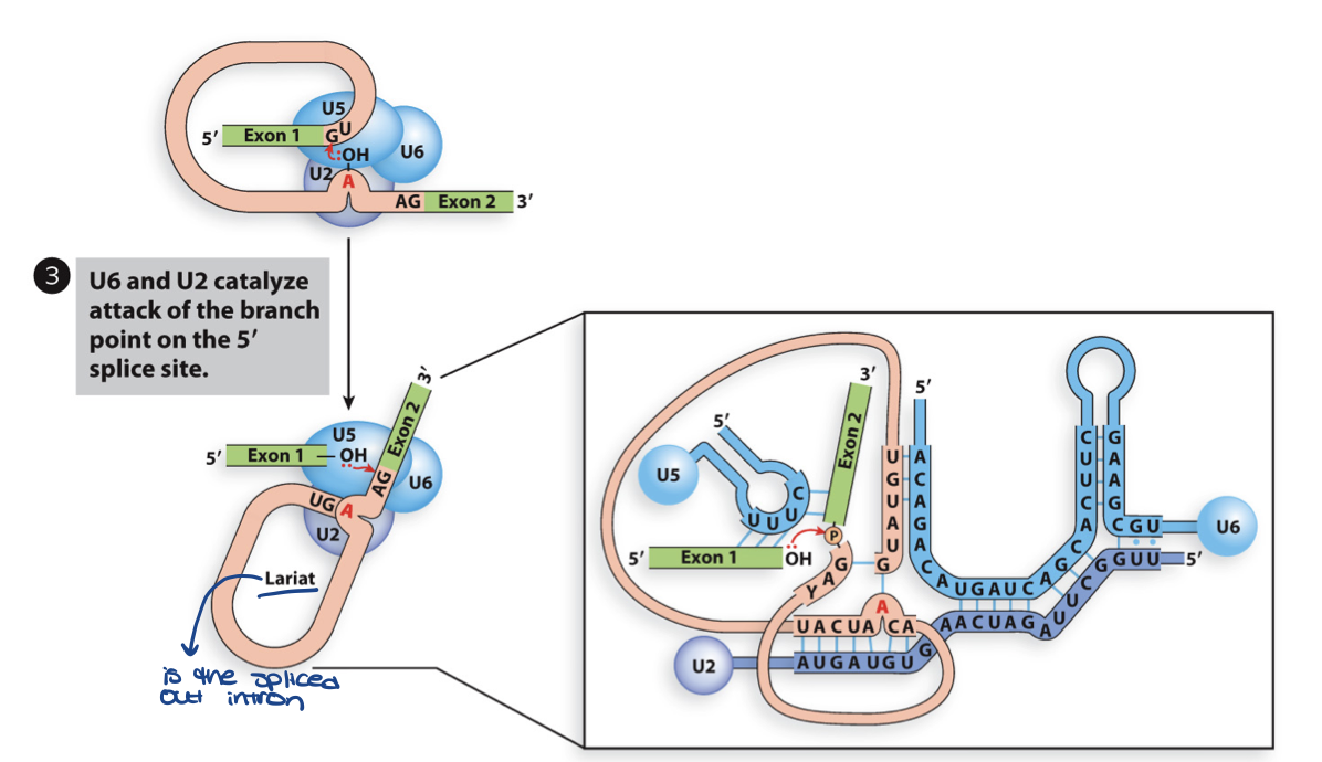 <ul><li><p>U6 and U2 catalyze n-philic attack of 2’OH branch point A on phosphodiester bond at the 5’ end – cleaving the 5’ exon- intron junction</p></li><li><p>this causes U5 to shift to 3’ splice point</p></li><li><p>first step in transesterification</p></li></ul>