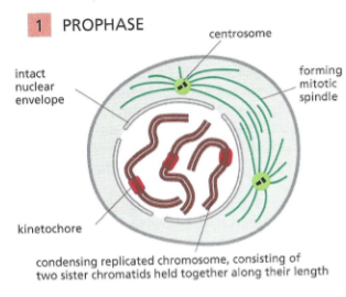 <p>Chromosome condensation</p><p>Mitotic spindle forms</p><p>Centrosomes separate</p><p>Histones are modified</p>