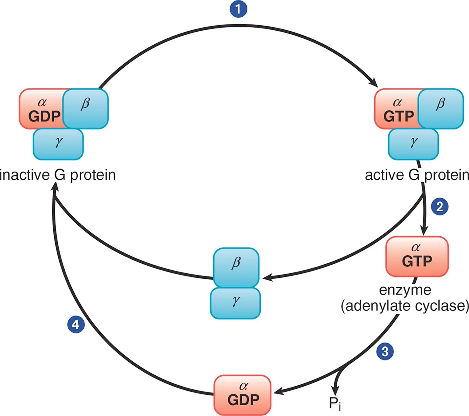 <p>In its inactive form, the α subunit binds GDP and is in a complex with the β and γ subunits. When a ligand binds to the GPCR, the receptor becomes activated and, in turn, engages the corresponding G protein (Step 1). Once GDP is replaced with GTP, the α subunit is able to dissociate from the β and γ subunits (Step 2). The activated α subunit alters the activity of adenylate cyclase. If the α subunit is α<sub>s</sub>, then the enzyme is activated; if the α subunit is α<sub>i</sub>, then the enzyme is inhibited. Once GTP on the activated α subunit is dephosphorylated to GDP (Step 3), the α subunit will rebind to the β and γ subunits (Step 4), rendering the G protein inactive</p>