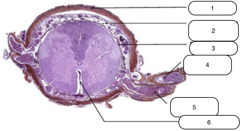 <p>Identify the structure labeled #2</p>