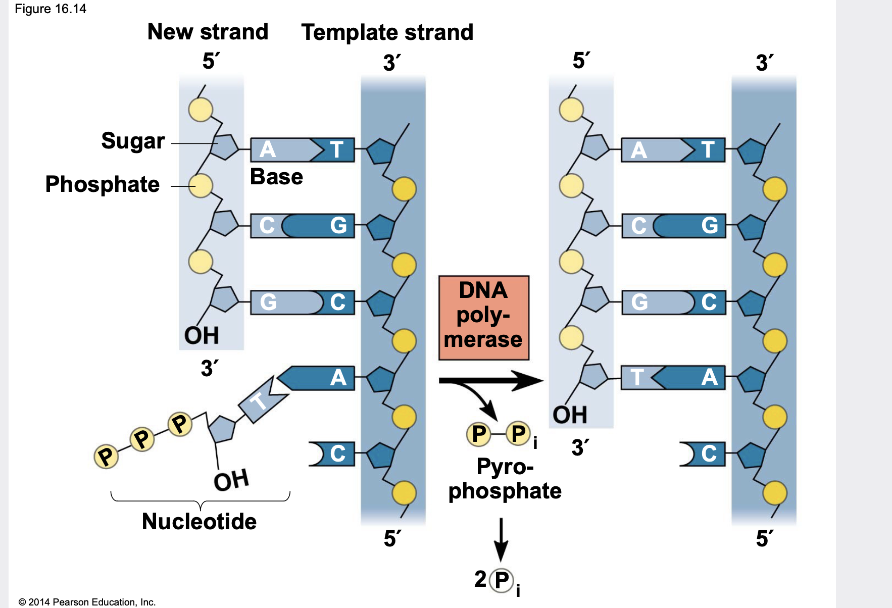 <p>.Enzymes called DNA polymerases synthesize new DNA \n .DNA polymerases require a primer (another nucleic acid to add new nucleotides to) and a DNA template strand. \n .DNA polymerases can add nucleotides only to the 3 ́ end of a primer. \n .DNA polymerases use deoxynucleoside triphosphates, but only one of the three phosphates is added into the DNA chain.</p><p>.Each nucleotide that is added to a growing DNA strand is a deoxynucleoside triphosphate.</p><p>.As each monomer (in triphosphate form) joins the DNA strand, it loses two phosphate groups, and thus only a single phosphate is placed into the sugar- phosphate backbone.</p>