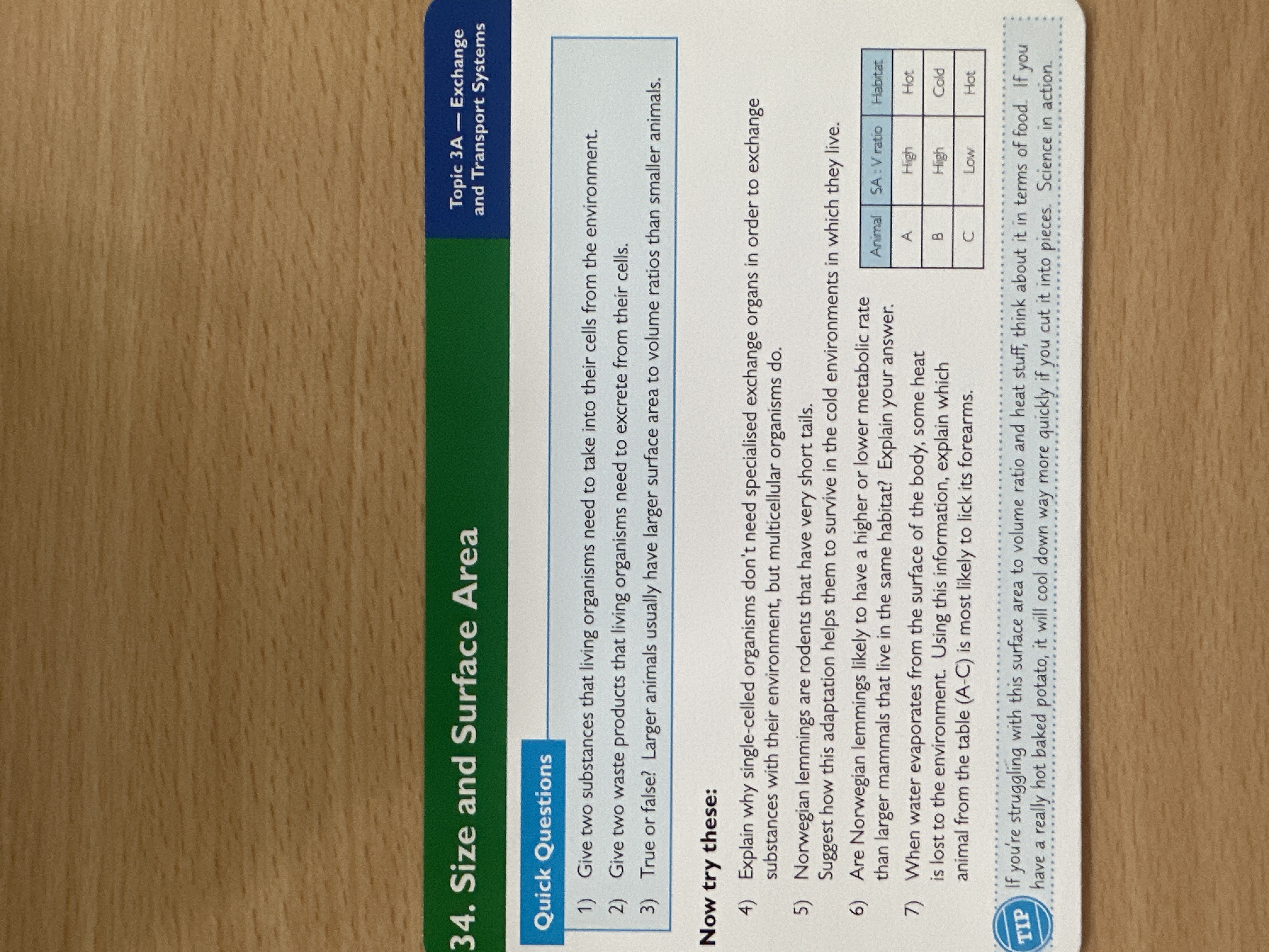 Size and surface area 