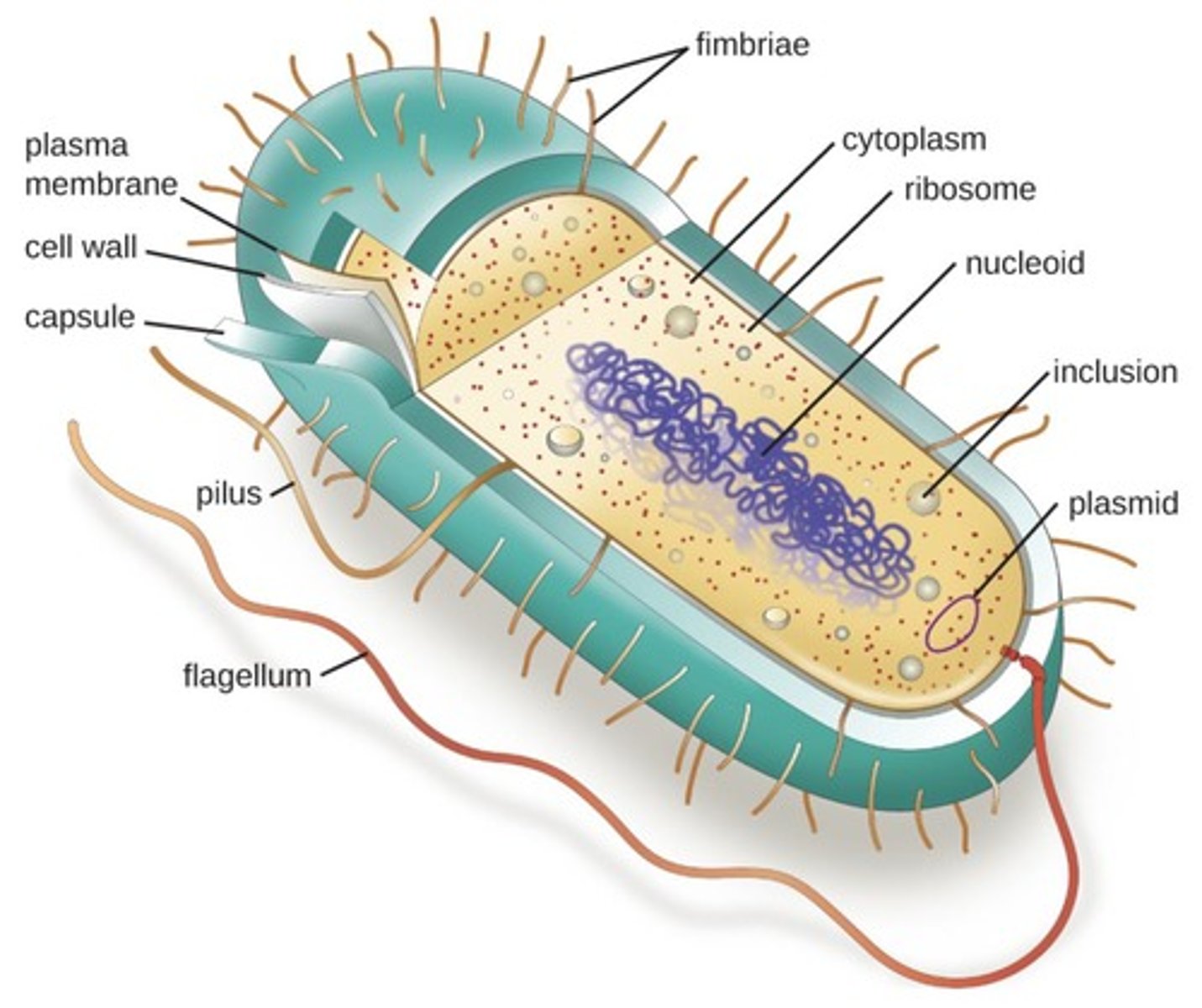 <p>External structures include the cell wall, plasma membrane, pili, and flagella, each serving specific functions.</p>