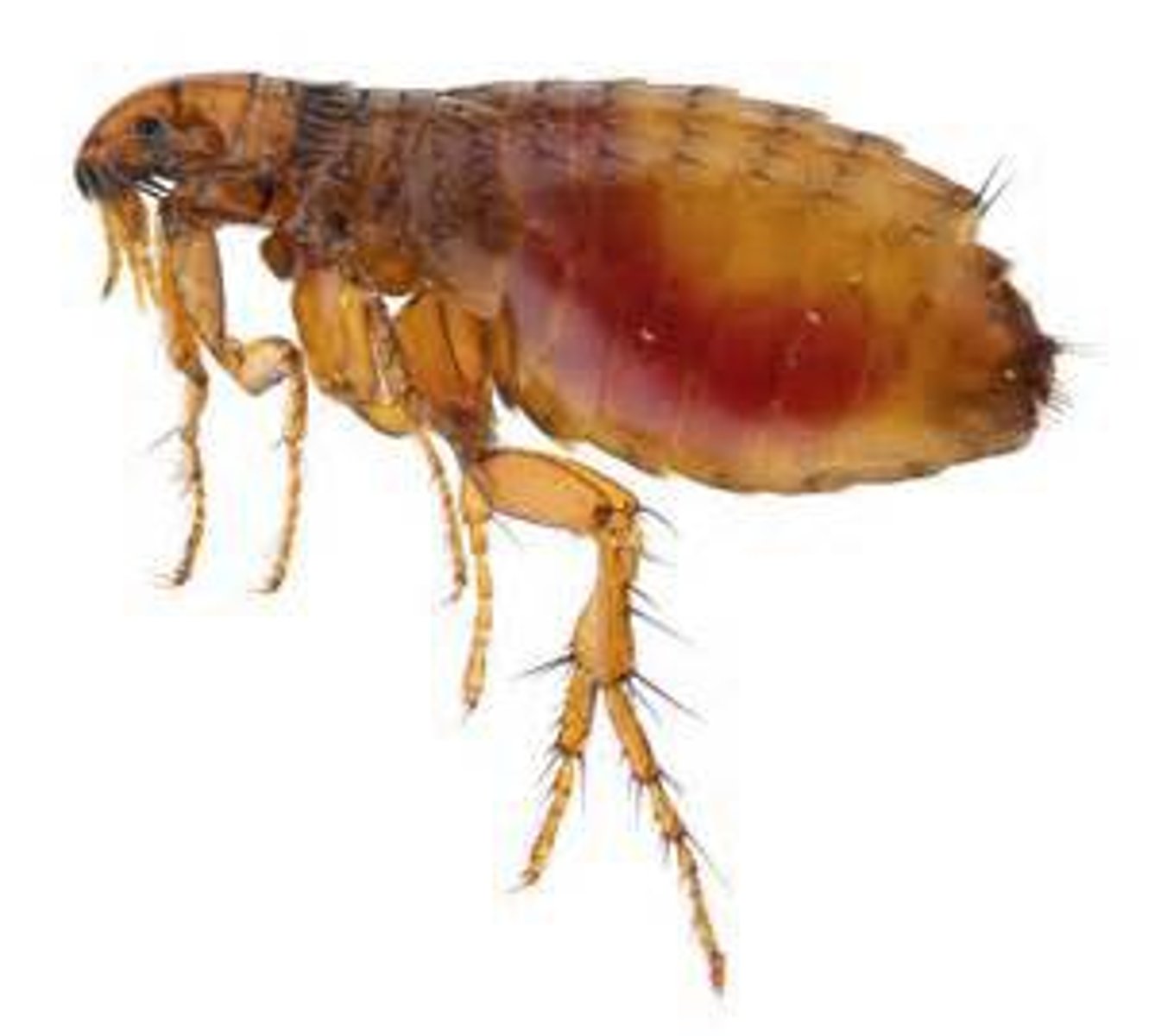 <p>Fleas</p>