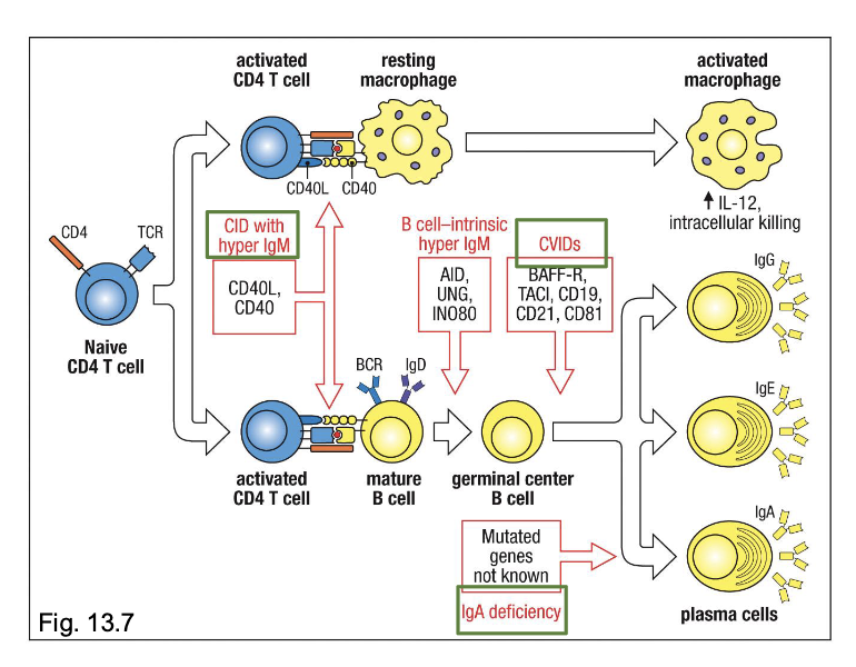 <p>most common form of PID</p><p>variable deficiencies in 2 or more Ig isotypes</p><p>low IgG and IgA, with or without low IgM</p><p>defective B-cell activation and plasma-cell differentiation despote normal numbers of mature B cells</p>