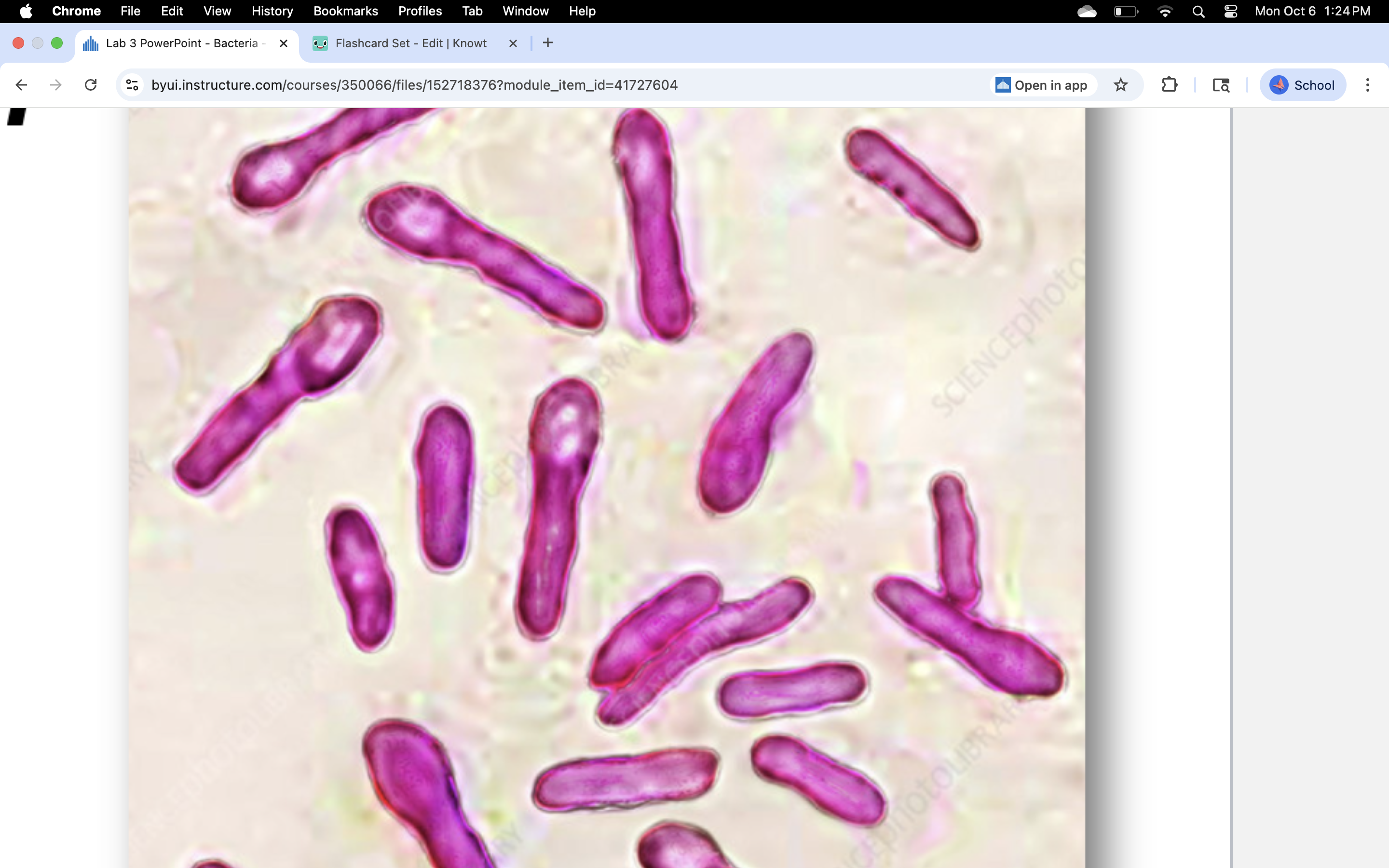 knowt flashcard image