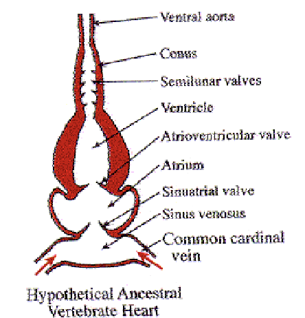 <p>blood travels from the sinus venosus through the sinoatrial aperture into the atrium</p><ul><li><p>is guarded by a pair of unidirectional valves</p></li><li><p>blood moves to atrium when atrium relaxes after emptying</p></li></ul><p></p>