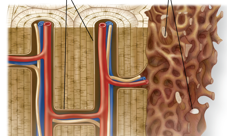 <p>An incomplete cellular layer containing osteoprogenitor cells, osteoblasts, and osteoclasts</p><p>Lines the canals of compact bone, covers spongy bone tissue, and lines the medullary cavity in long bones </p>